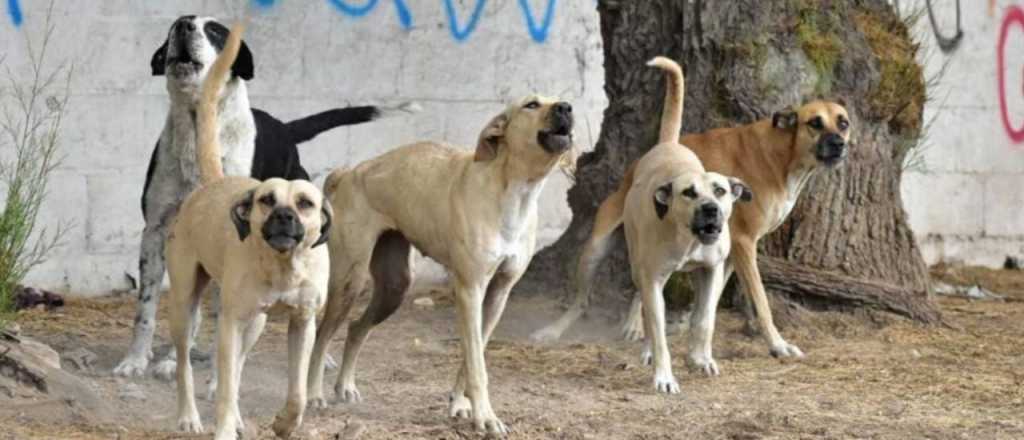 Una nena de 9 años sufrió la amputación de un brazo por un ataque de perros