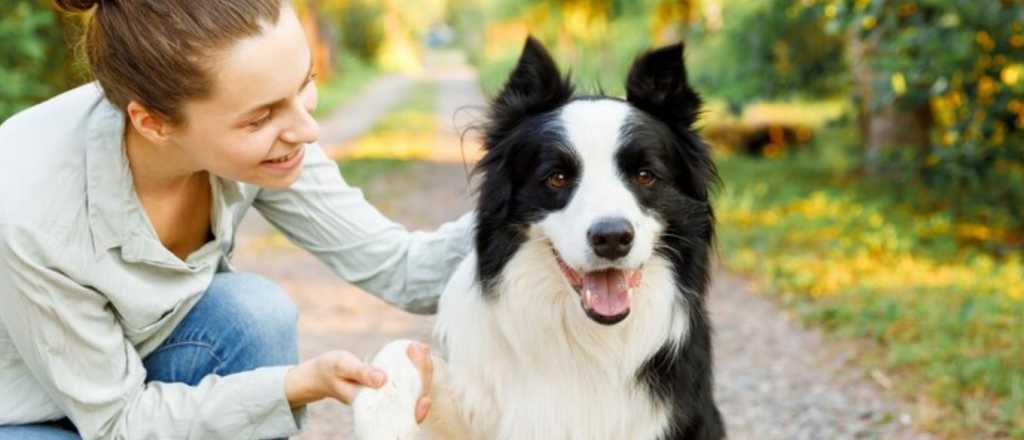 ¿Buscas un perro mediano? Estas son las mejores razas que hay