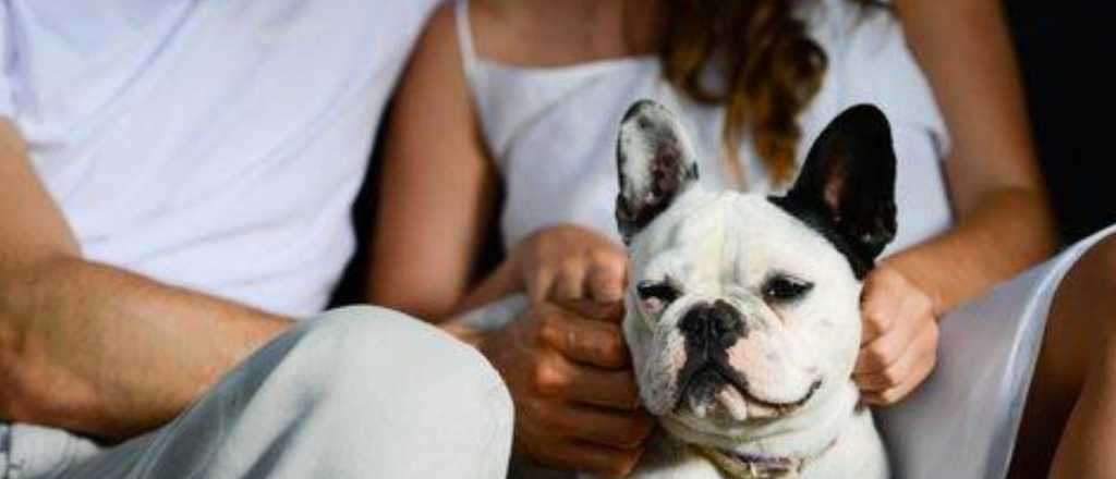 Si tu perro muestra estas señales algo podría molestarle de tu pareja 