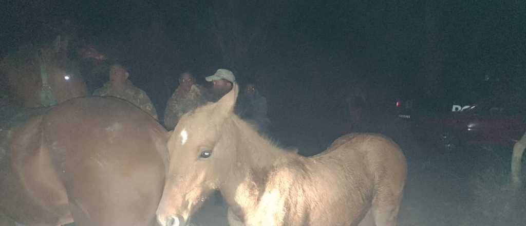 Recuperaron a tres caballos que habían sido robados en San Martín