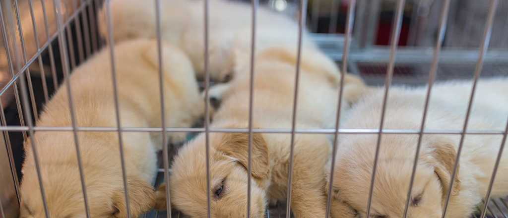 En Mendoza también se oponen a la venta de animales por Mercado Libre