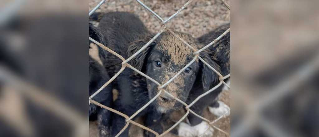 En el Día del Perro Sin Raza, cómo adoptar un compañero en Mendoza