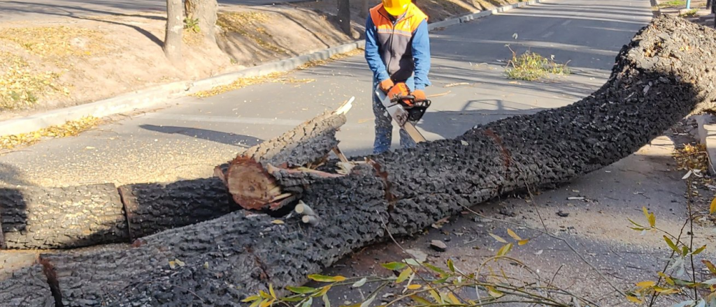 Cientos de árboles, postes y cables caídos por el paso del Zonda