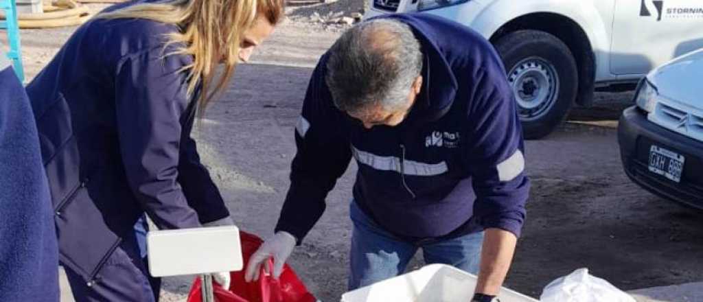 Detuvieron a un hombre con 151 kilos de milanesas en mal estado en Maipú