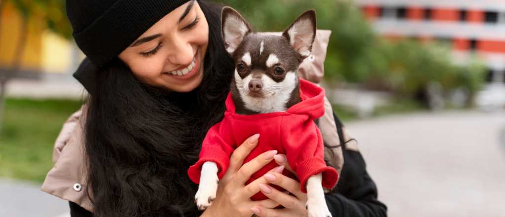 Las claves para saber si tu perro tiene frío