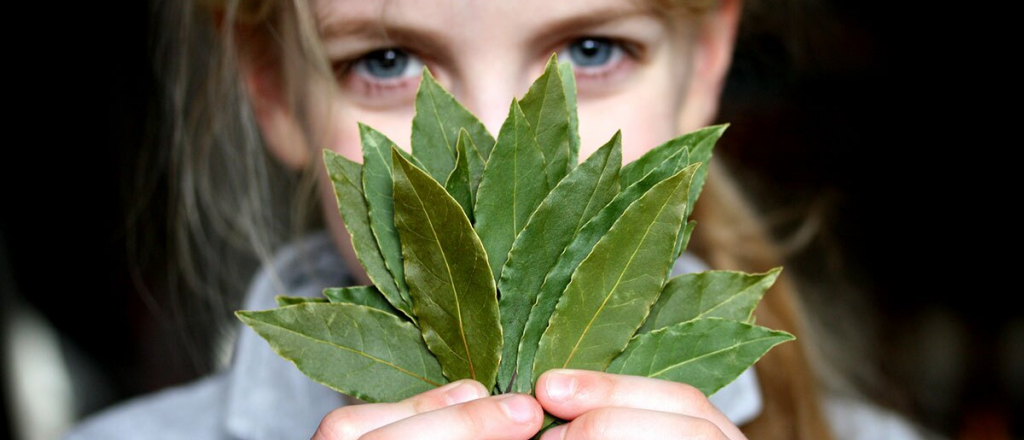 Para qué sirve el laurel: beneficios y propiedades para la salud