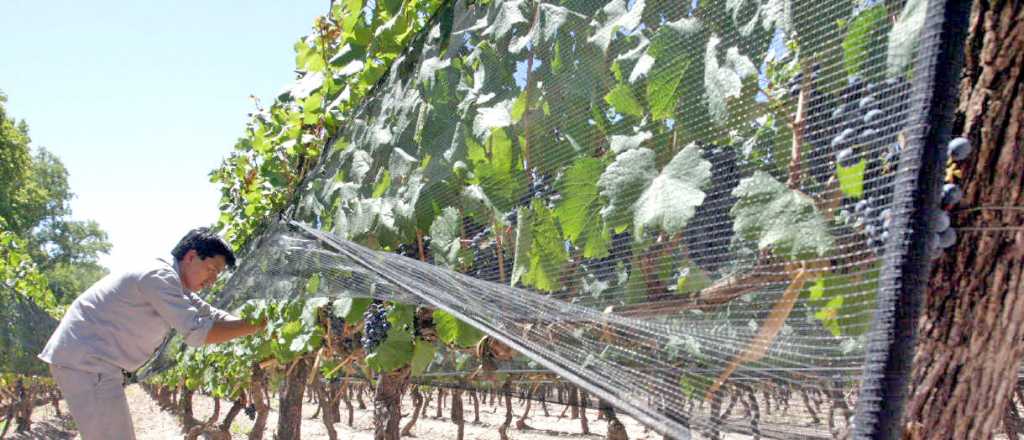 Malla antigranizo y rendimiento del agua: créditos para productores mendocinos