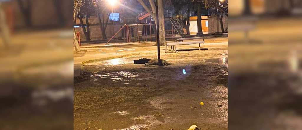 Denuncian que dos perros murieron electrocutados en una plaza de Las Heras