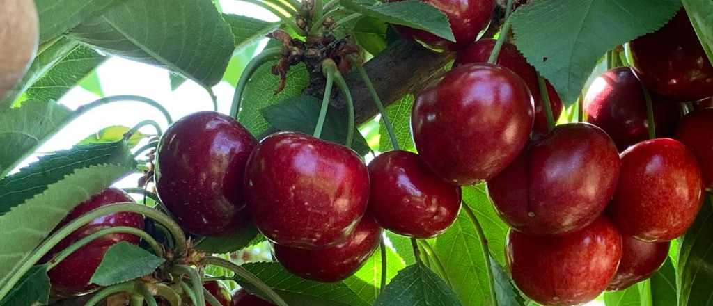 Cómo es el proyecto para traer capitales que inviertan en la cereza mendocina