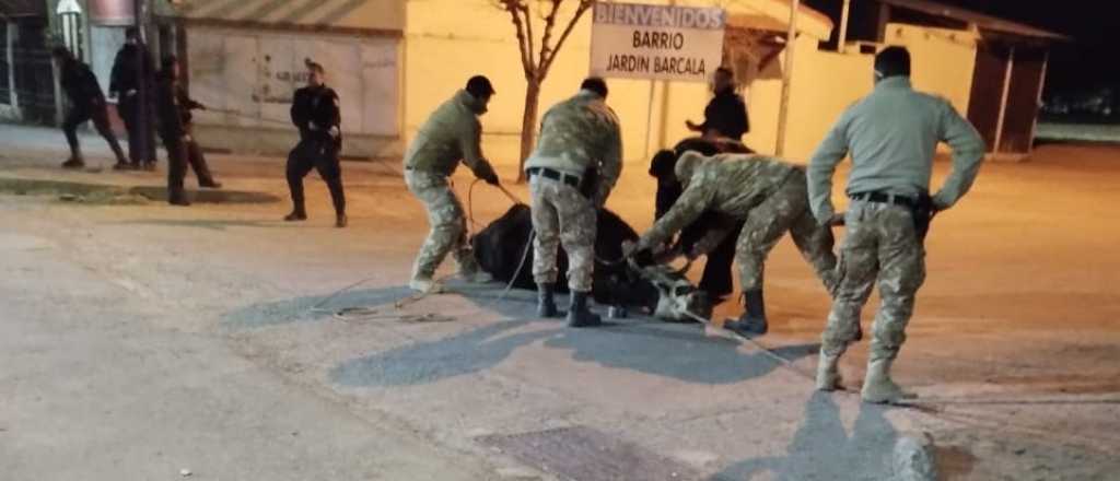 Así capturaron a la vaca cachuda que paseaba por Maipú