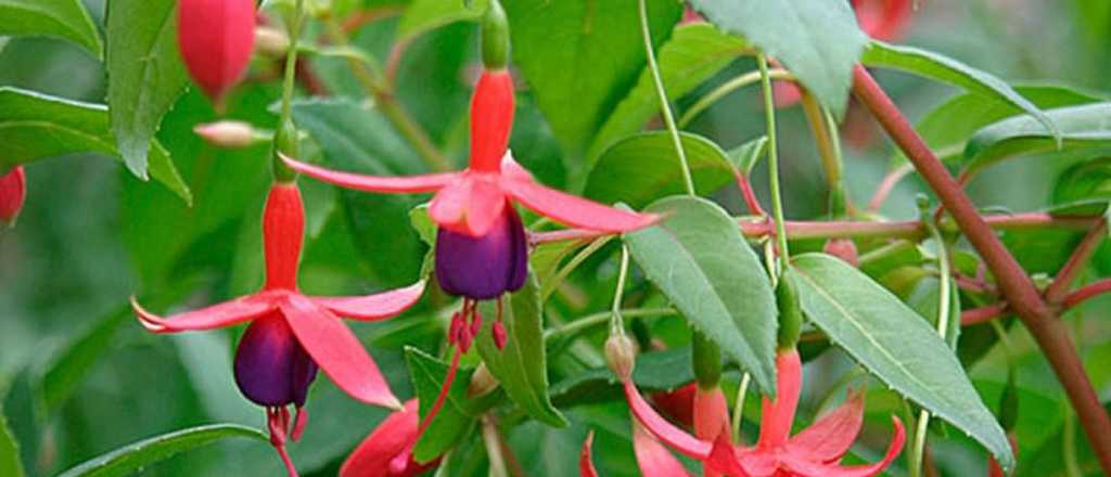 Las siete plantas con flores ideales para plantar en invierno