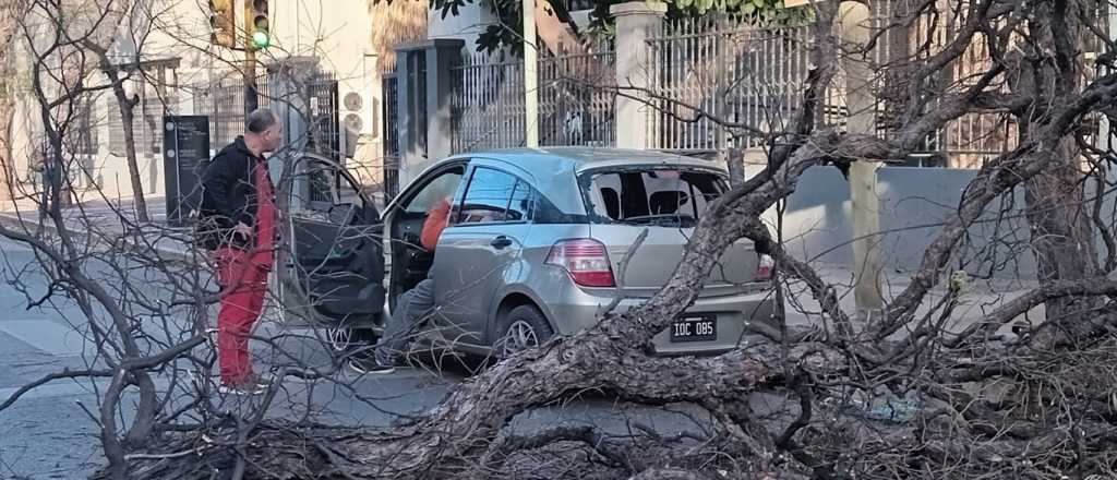 El Zonda tiró árboles y cables en todo el Gran Mendoza