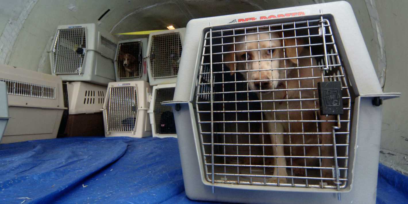 Así Será El Sistema Para Viajar Con Mascotas En Avión - Mendoza Post