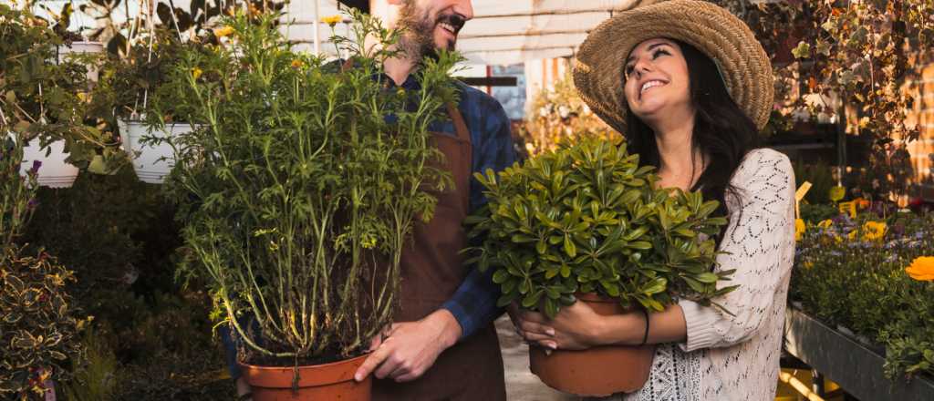 Jardinería en agosto, preparándonos para la primavera