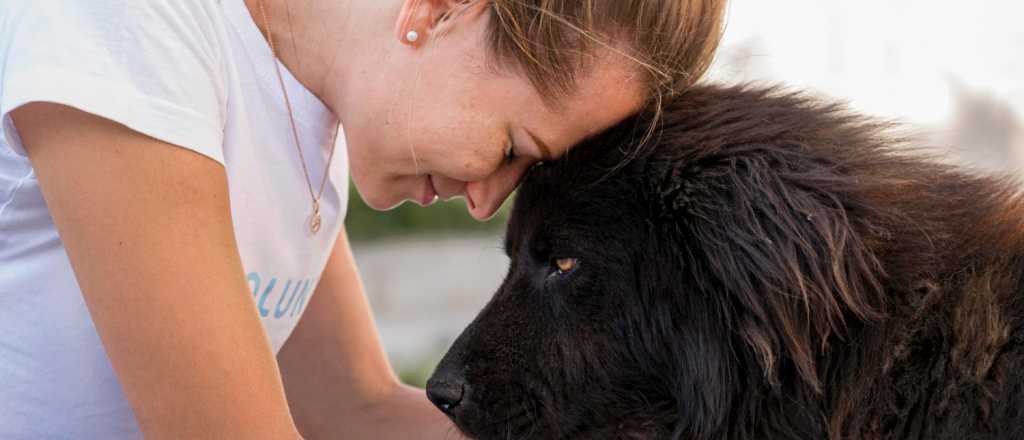 ¿Cuánto tiempo puede recordar un perro a una persona?