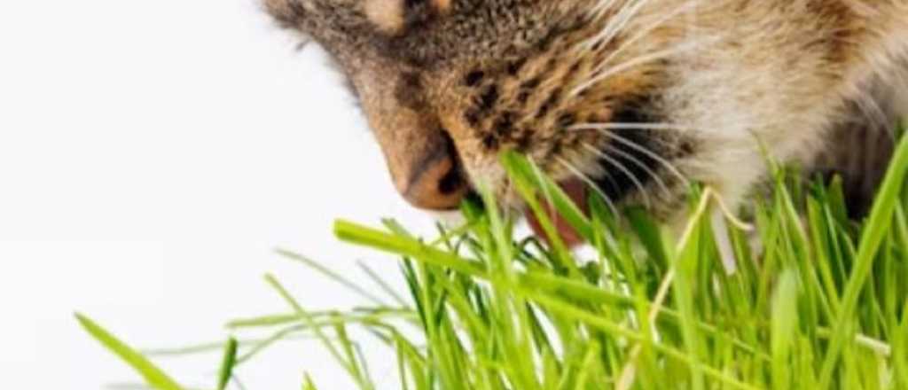 Catnip, el secreto del pasto que vuelve locos a los gatos: cómo cultivarlo