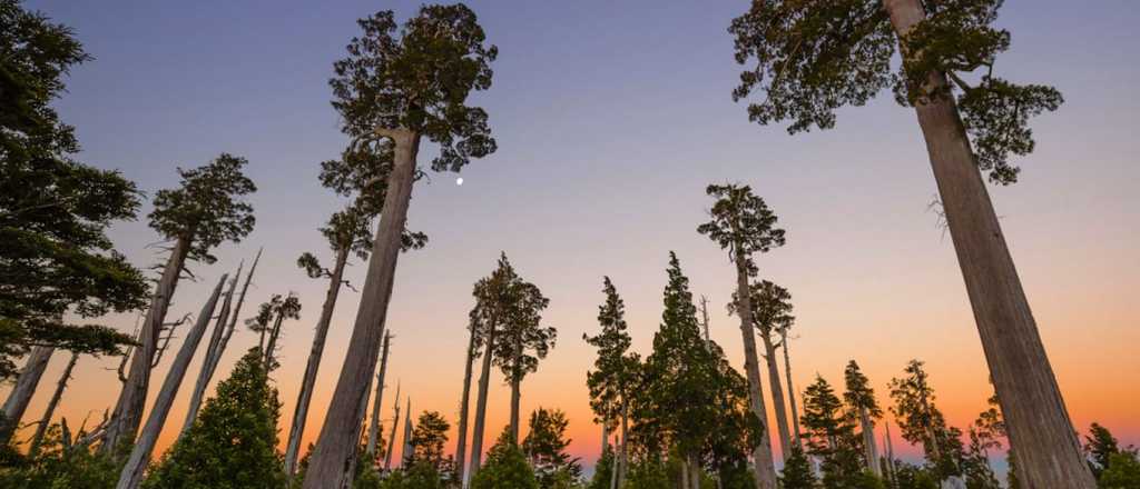 ¿Cuál es el árbol más antiguo del mundo?