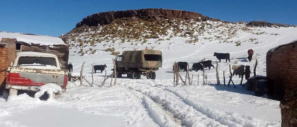 Aislados y animales muertos, las consecuencias del temporal en San Rafael