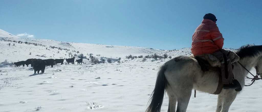 La otra cara de la nevada: puesteros aislados y animales muertos