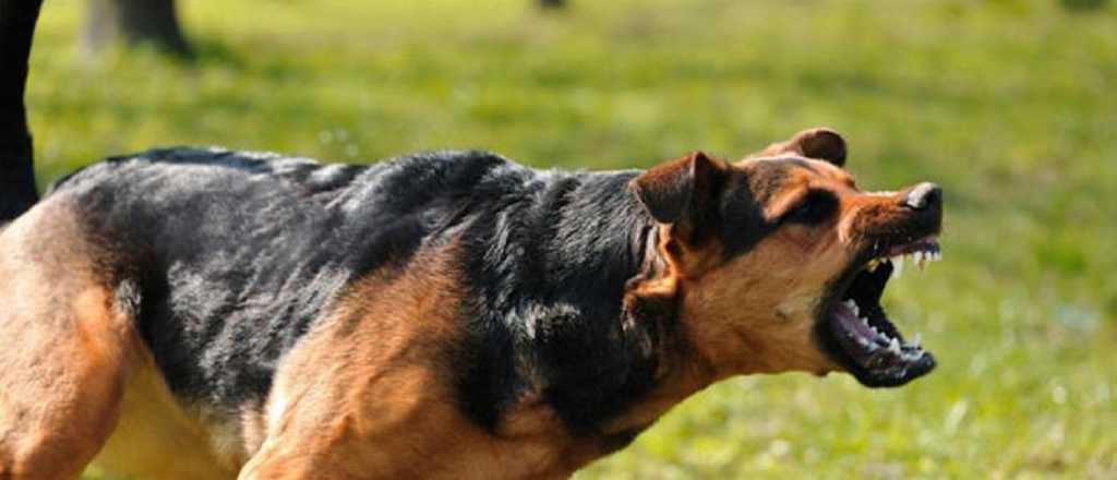 Un perro mordió en la cabeza a una niña de 9 años en Tunuyán 