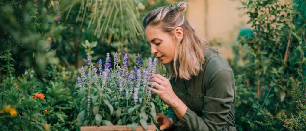 Una mirada al mundo variado, colorido y aromático de las salvias