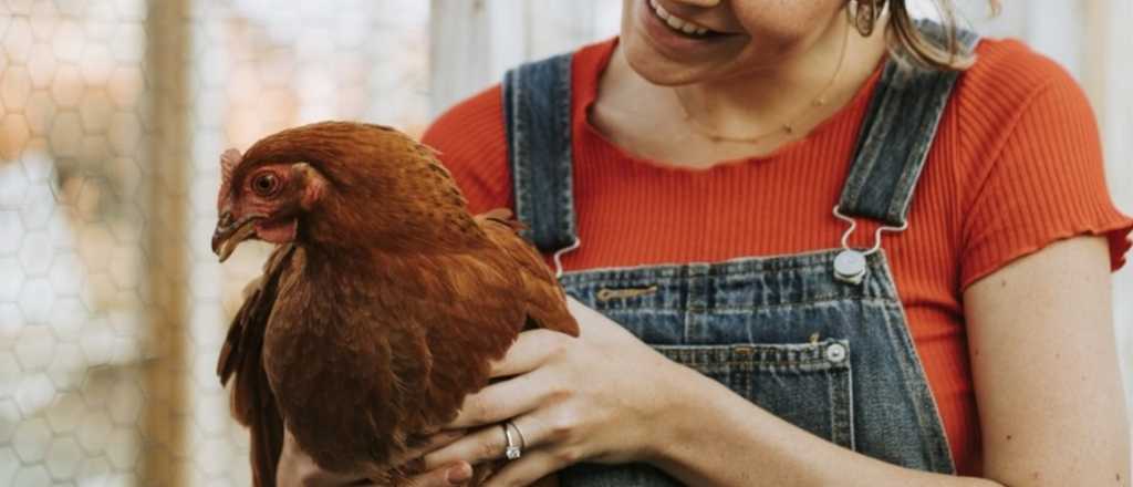 ¿Sos de Mendoza y te gustaría hacer famosa tu gallina? es tu oportunidad