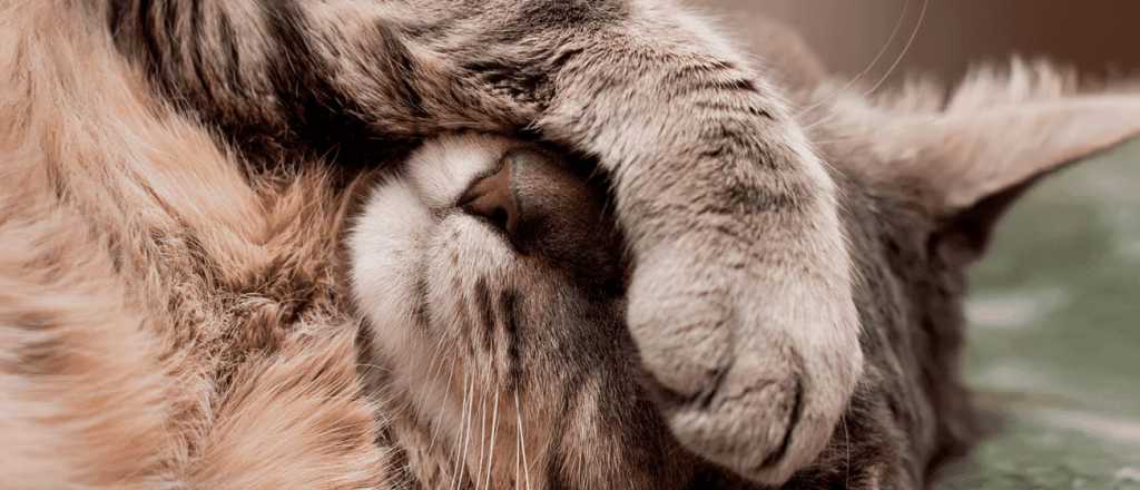 Las cosas que tu gato odia de la convivencia humana