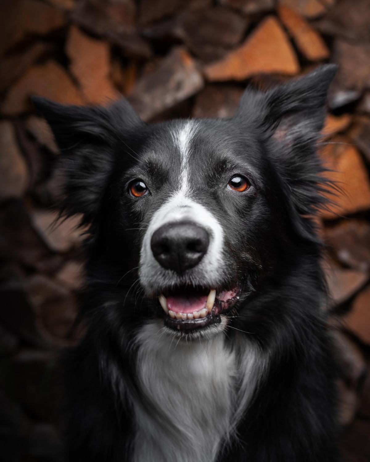 los border collies se sienten solos