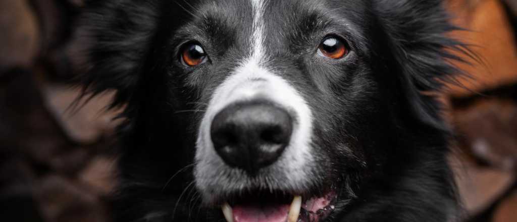 Curiosidades del inteligente border collie