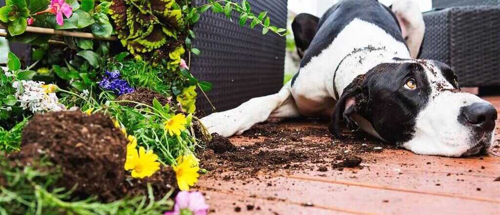 Las técnicas prácticas para prevenir que tu perro destroce el jardín