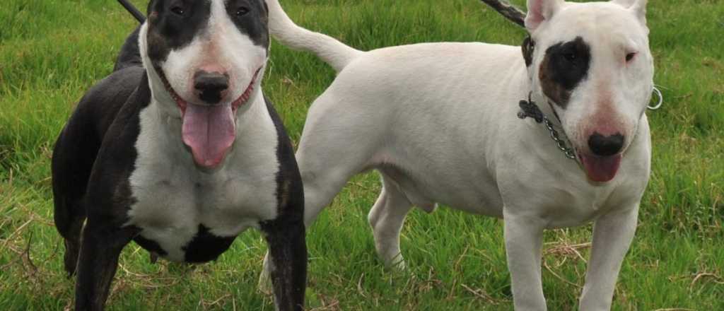 Se encuentra en grave estado una mujer atacada por perros peligrosos en el Este 