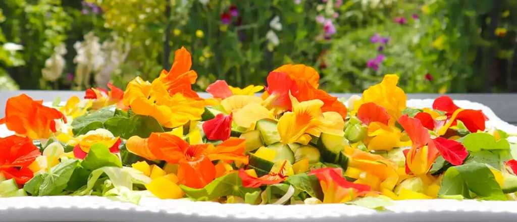 Ensalada de capuchina: la flor comestible que transforma tus platos