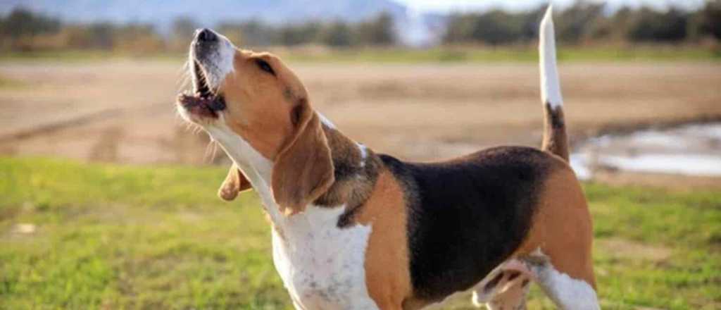 ¿Qué quiere decir mi perro cuando me ladra sin razón?