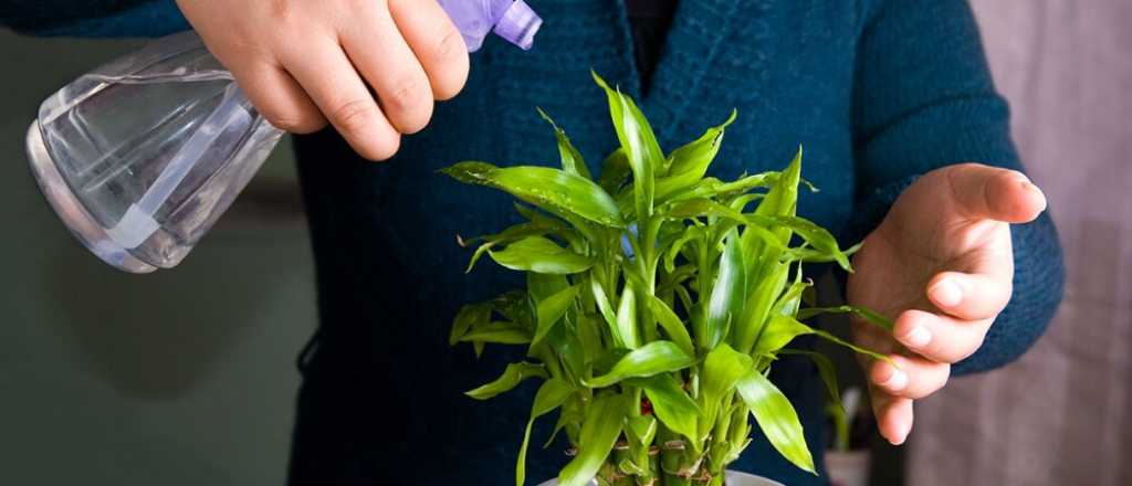 La planta que debes colocar en tu casa para atraer dinero