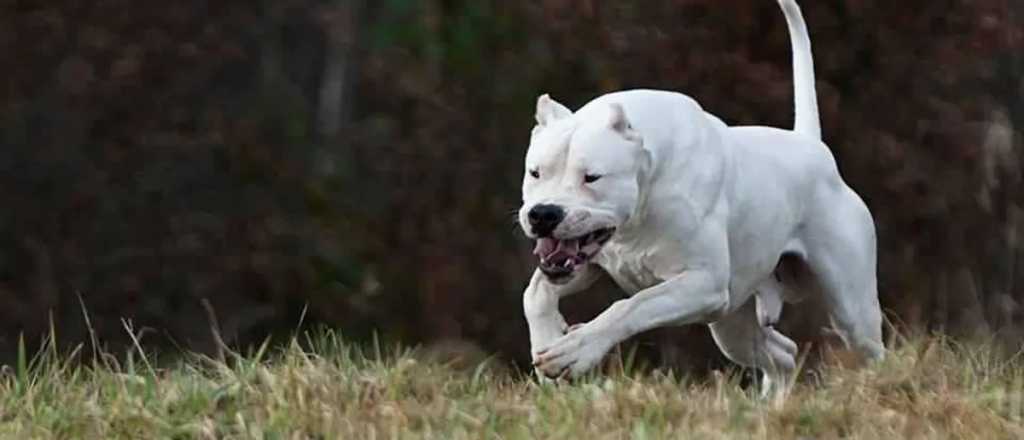 Una mujer y su beba fueron atacadas por dogos en Maipú