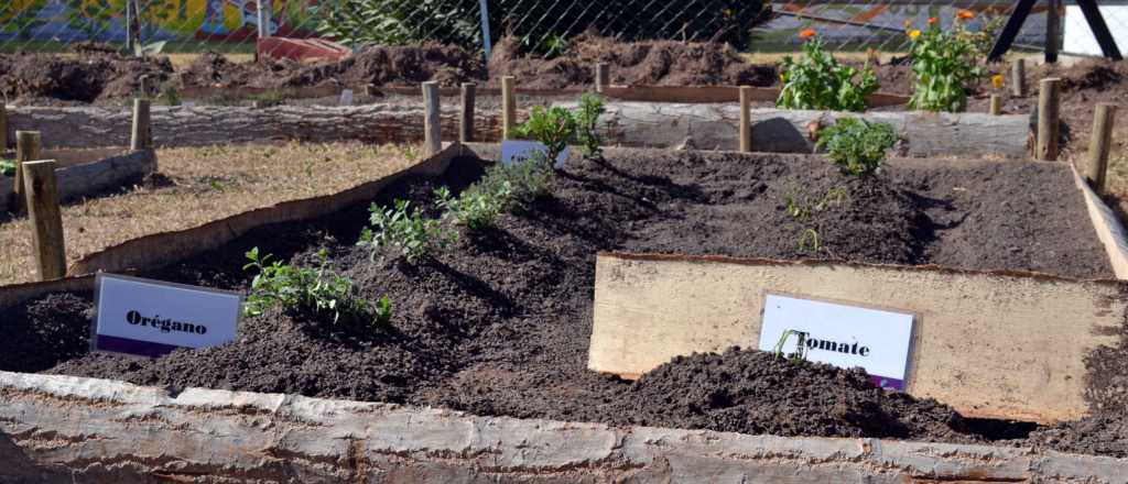 Ahorro familiar: Guaymallén entrega gratis semillas para huertas hogareñas