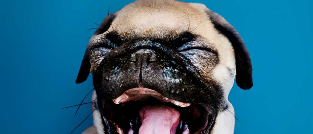 Descifrando el bostezo canino, su comunicación, necesidades y emociones