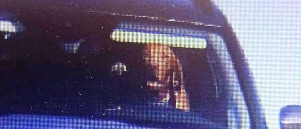 Multaron a un perro que manejaba con exceso de velocidad