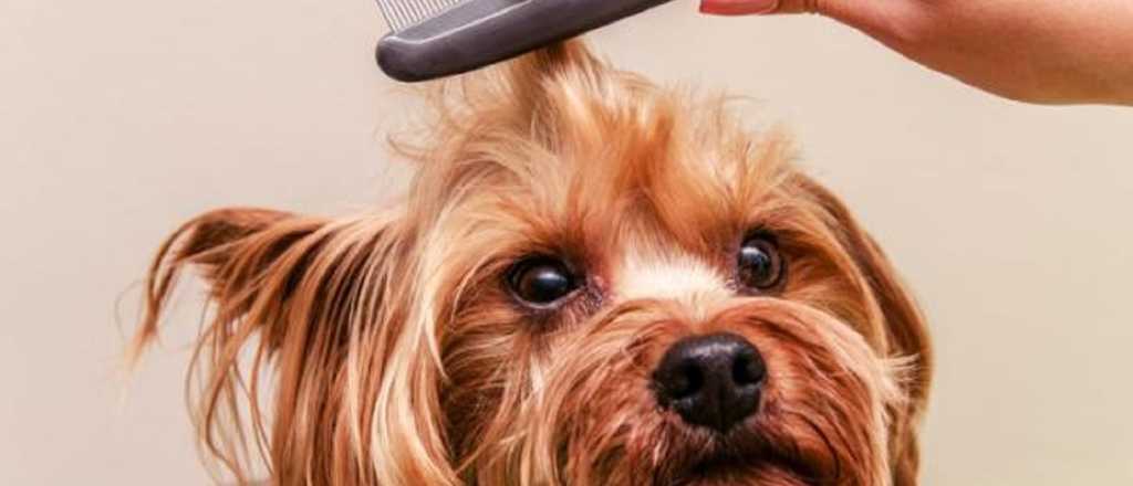 ¿Nudos en el pelo de tu perro? Te enseñamos cómo cortarlos