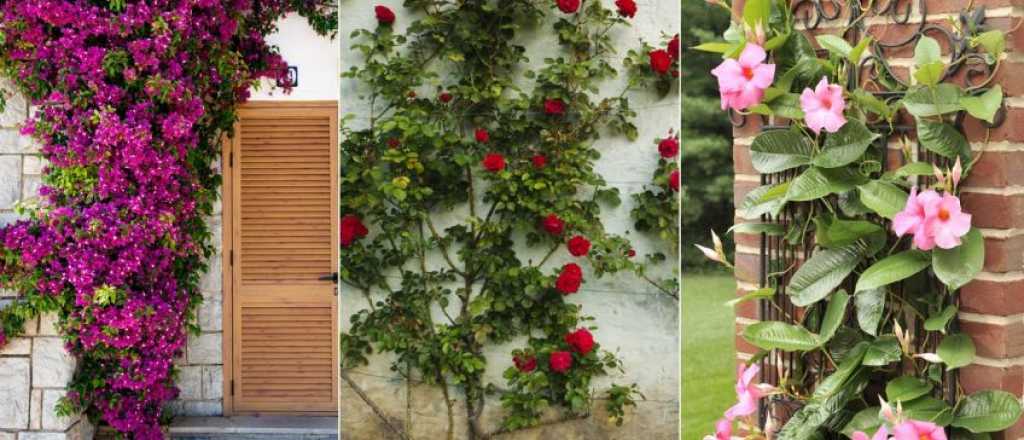 Plantas trepadoras con flor, una transformación vertical para tus espacios