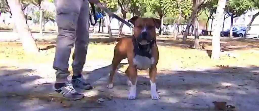 Un niño de 2 años está grave por el ataque de su perro en San Rafael