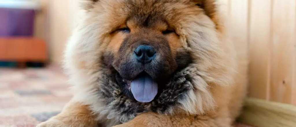 Perros con lengua azul, ¿por qué ocurre esto?