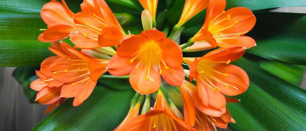 La belleza vibrante de la Clivia Miniata