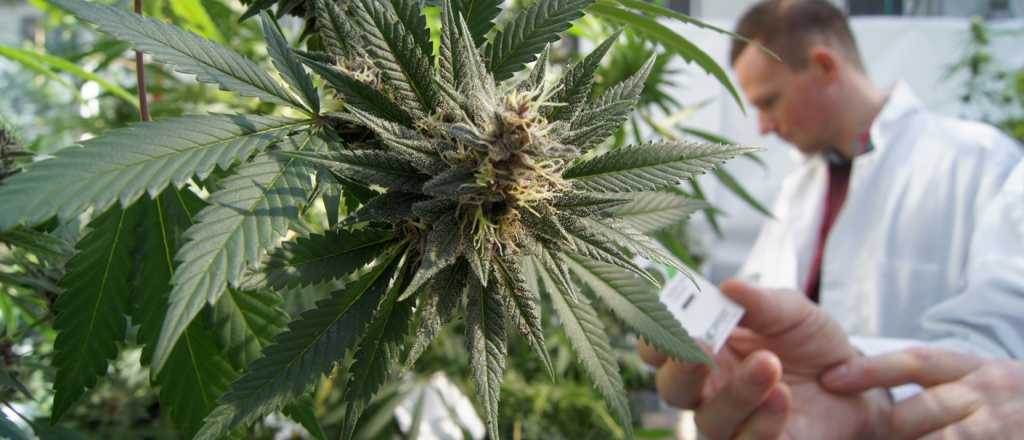 Italia quiere legalizar el cannabis "light"