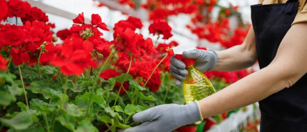 Siempre verde y floreciente: cómo hacer plantines de geranio en tu jardín