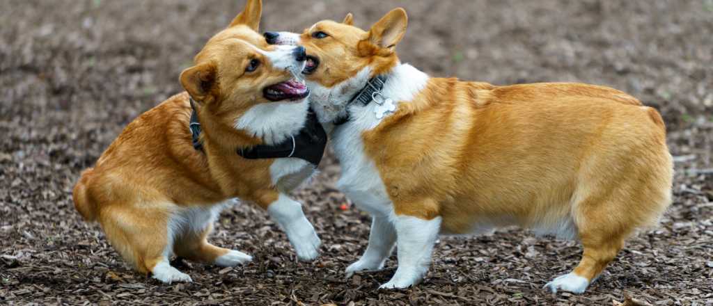 Conviviendo en armonía: cómo hacer que dos perros se lleven bien