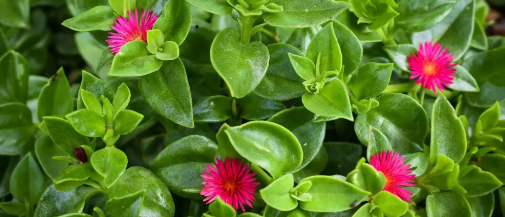 Aptenia cordifolia, una planta todo terreno