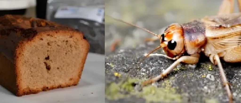 Atentos bicheros: buscan promover el consumo de insectos en Argentina