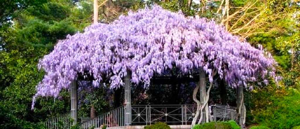 Los secretos para el cultivo exitoso de las flores de la glicinia