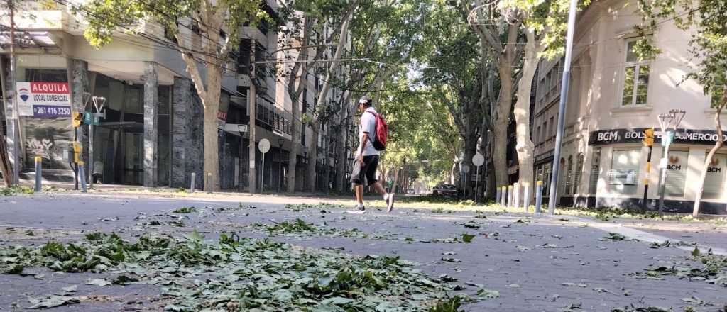 Más de 500 intervenciones por el Viento Zonda en Mendoza